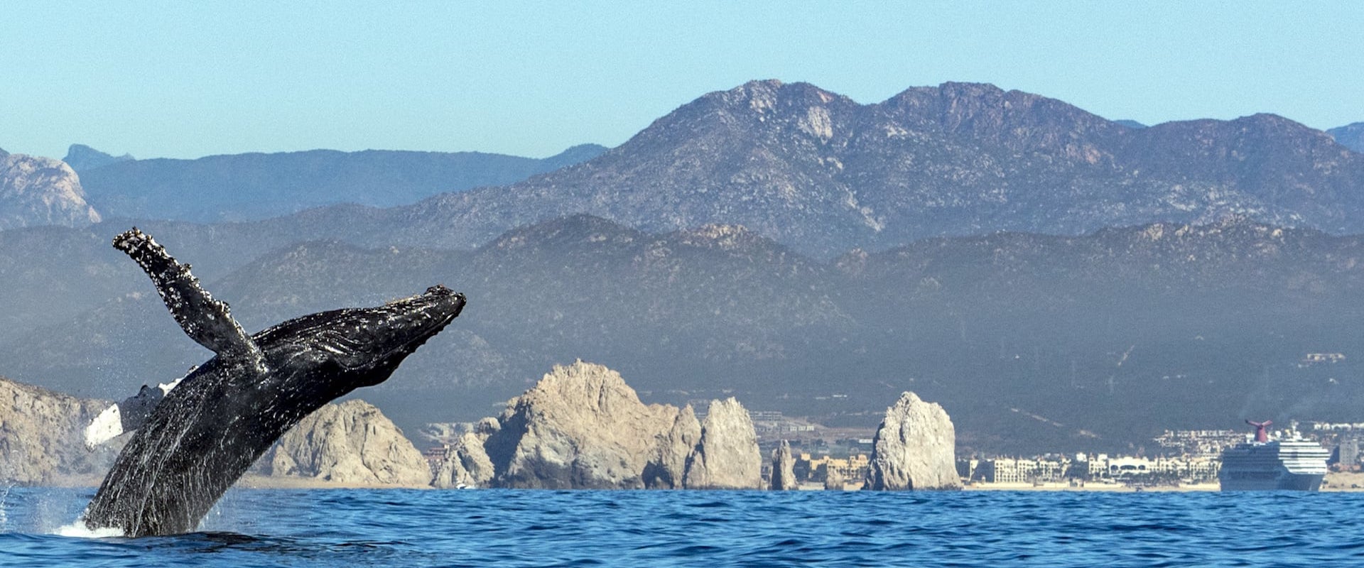 Baja California Liveaboard Diving
