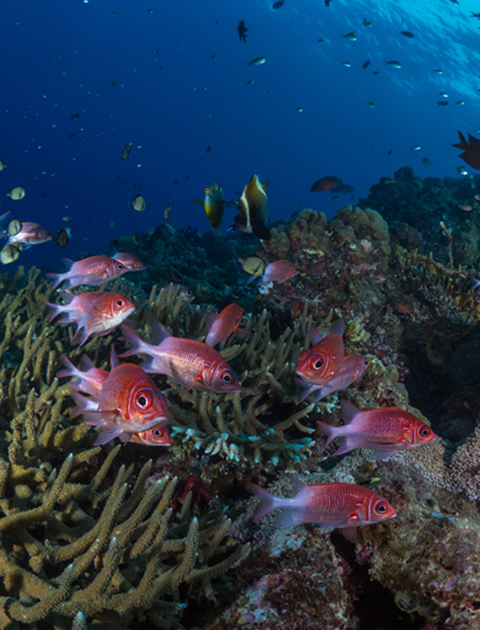 2 Liveaboards In Kimbe Bay Papua New Guinea LiveAboard