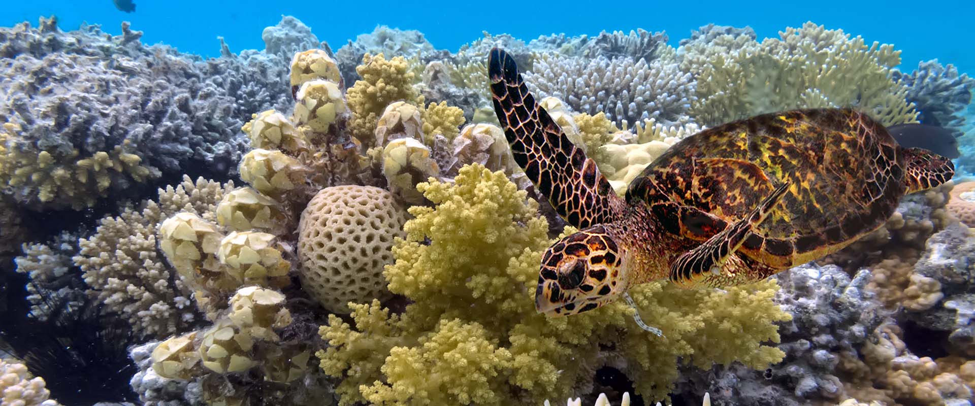 Flynn Reef Liveaboard Diving
