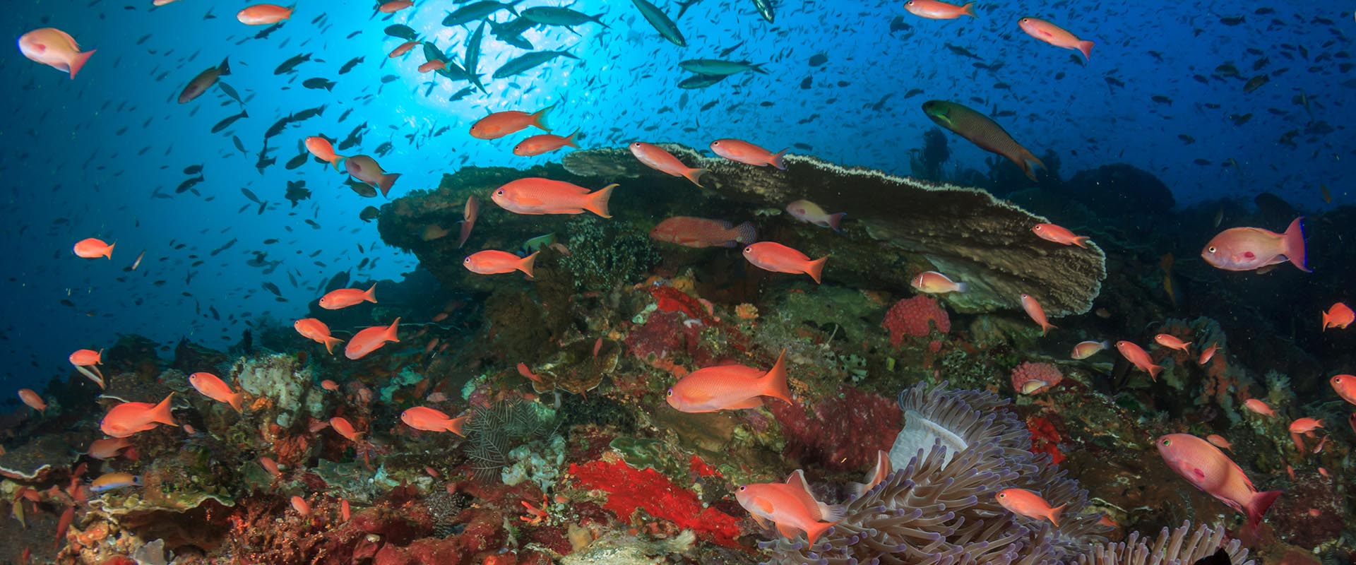 Milln Reef Liveaboard Diving