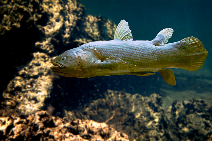 The strange and ancient Coelacanth