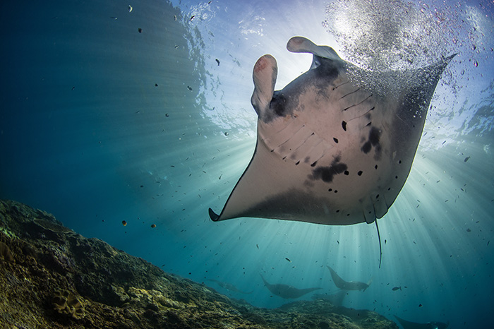 The majestic Giant Oceanic Manta Ray