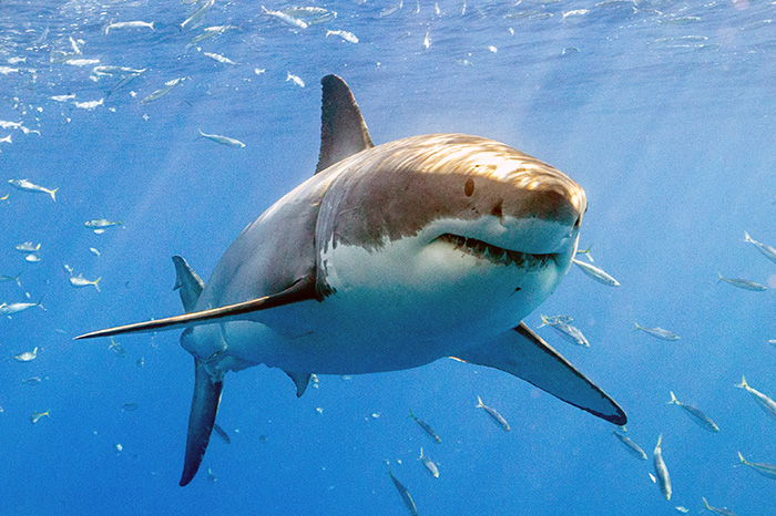 The legendary Great White Shark