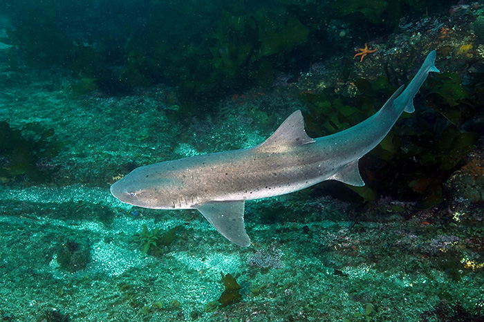 The Flapnose Houndshark