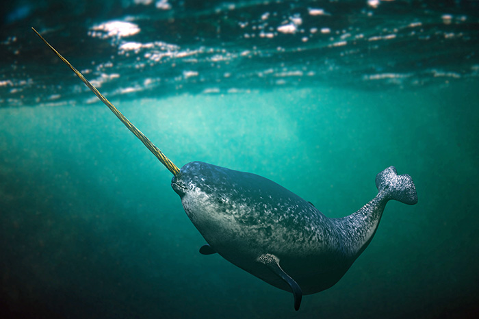The unique looking Narwhal