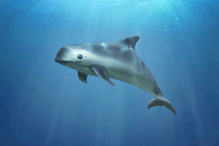 The endangered Vaquita