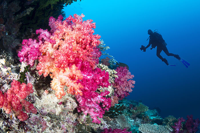 Coral up close with diver in the background