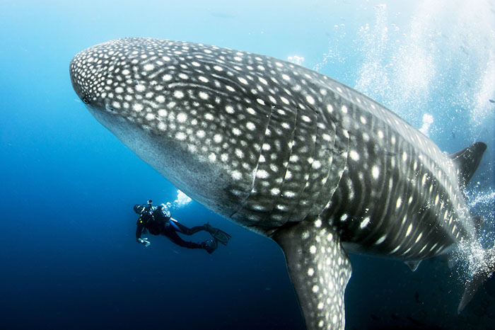 Diver photographing a whale shark