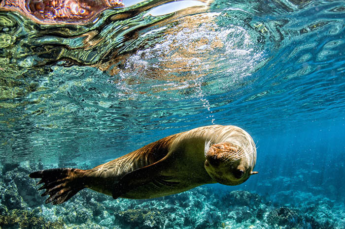 An inquisitive sealion