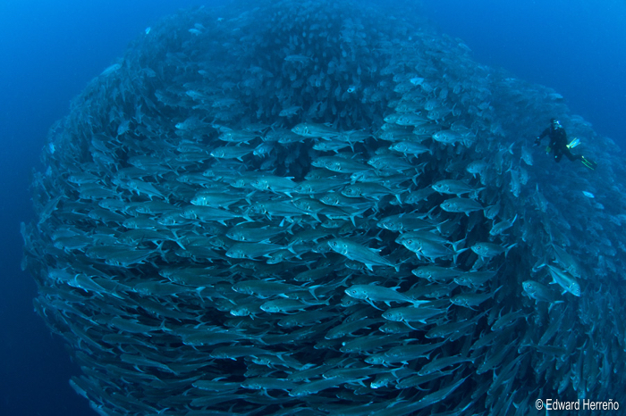 Cocos Islands