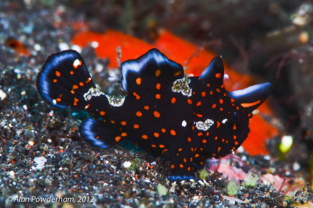 Juvenile Painted Frogfish Indonesia Amira liveaboard