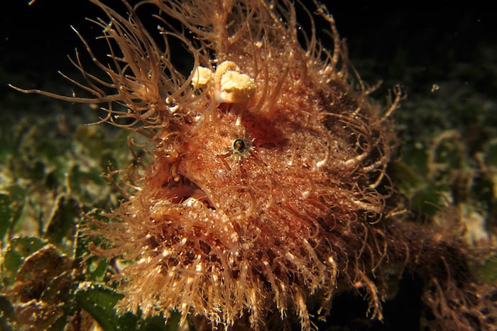 Hairy Frogfish Philippines