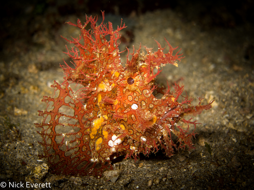 Rhinopias in Indonesia Samambaia liveaboard