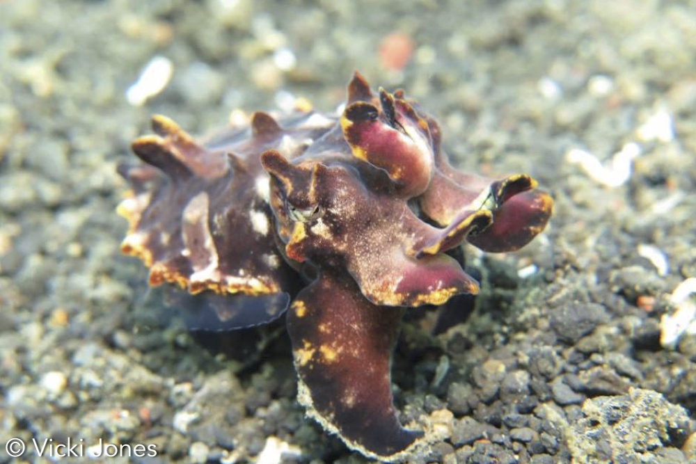 Flamboyant Cuttlefish Lembeh Vicki Jones