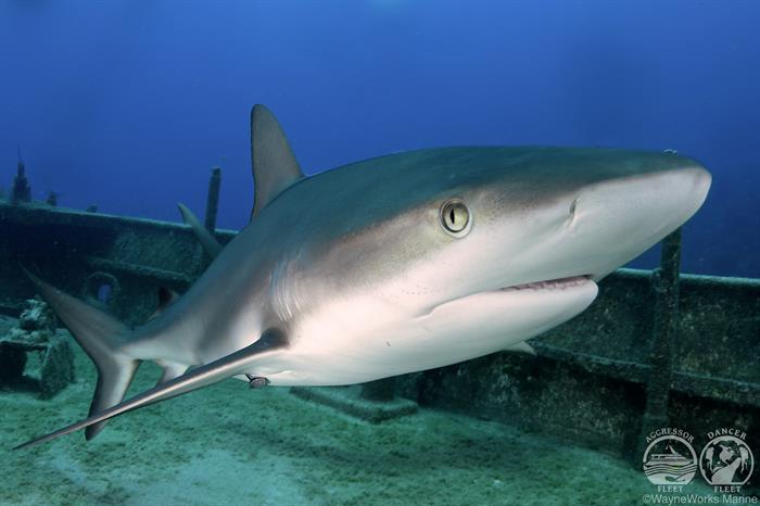 Reef shark - Bahamas