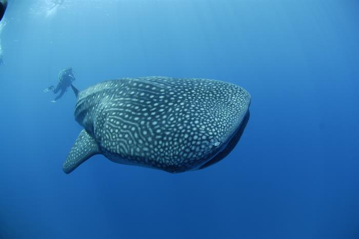 Dive with whalesharks in the Maldives