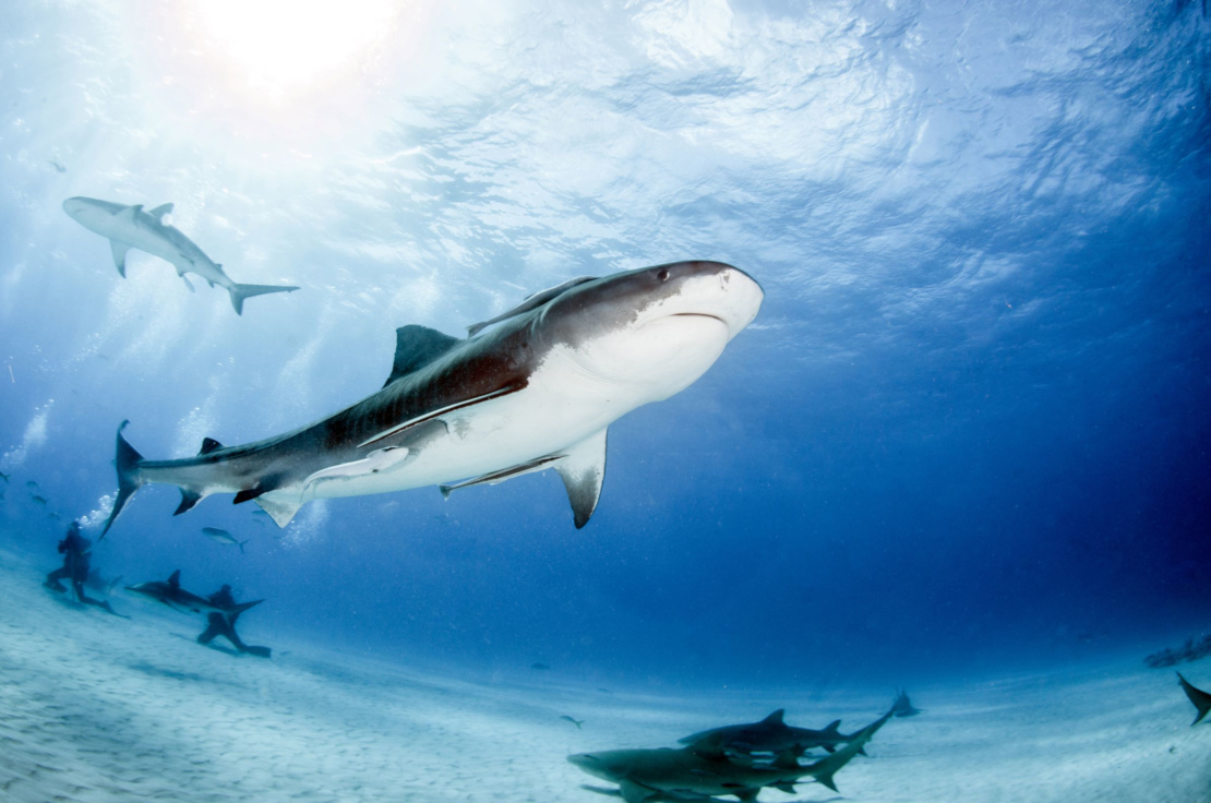 Are tiger sharks dangerous - Diving liveaboard in Thailand and Myanmar