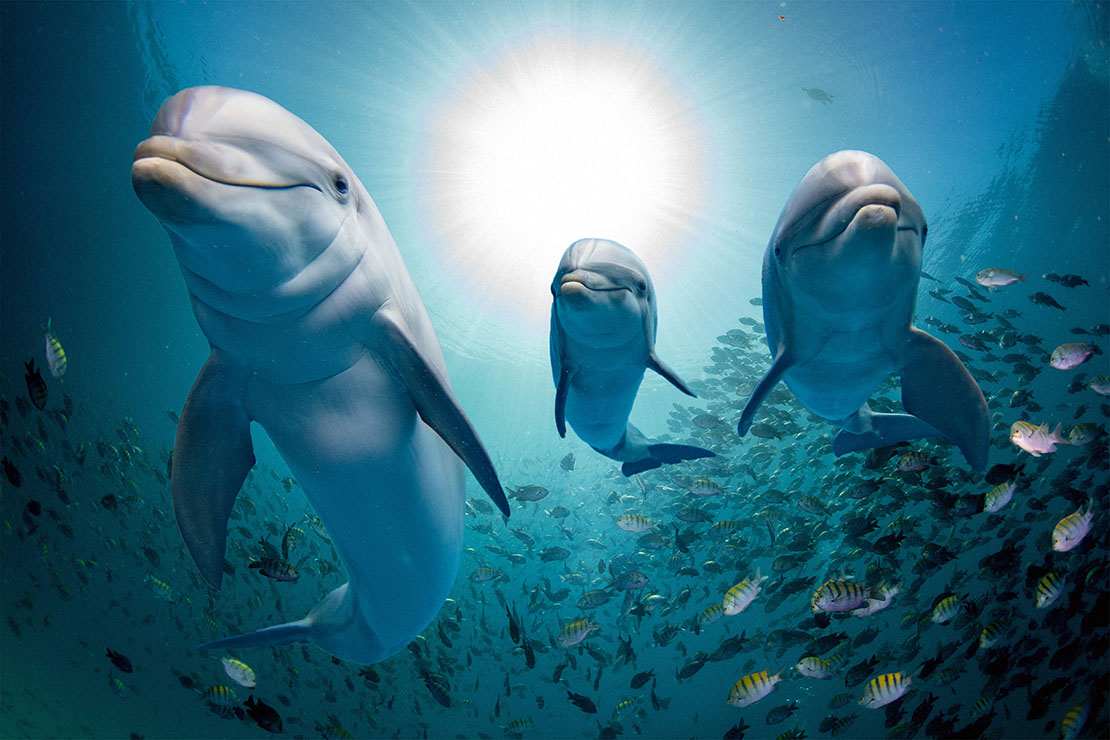 Three bottlenose dolphins, front view