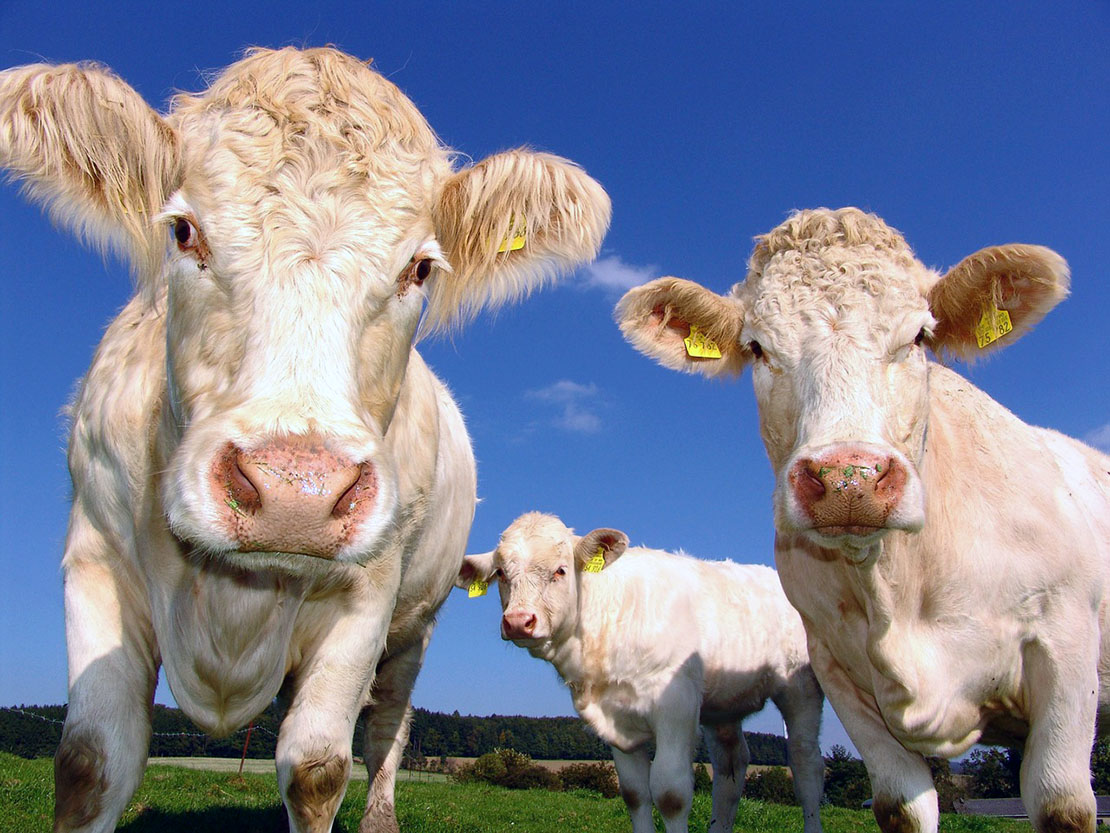 Three beefy cows