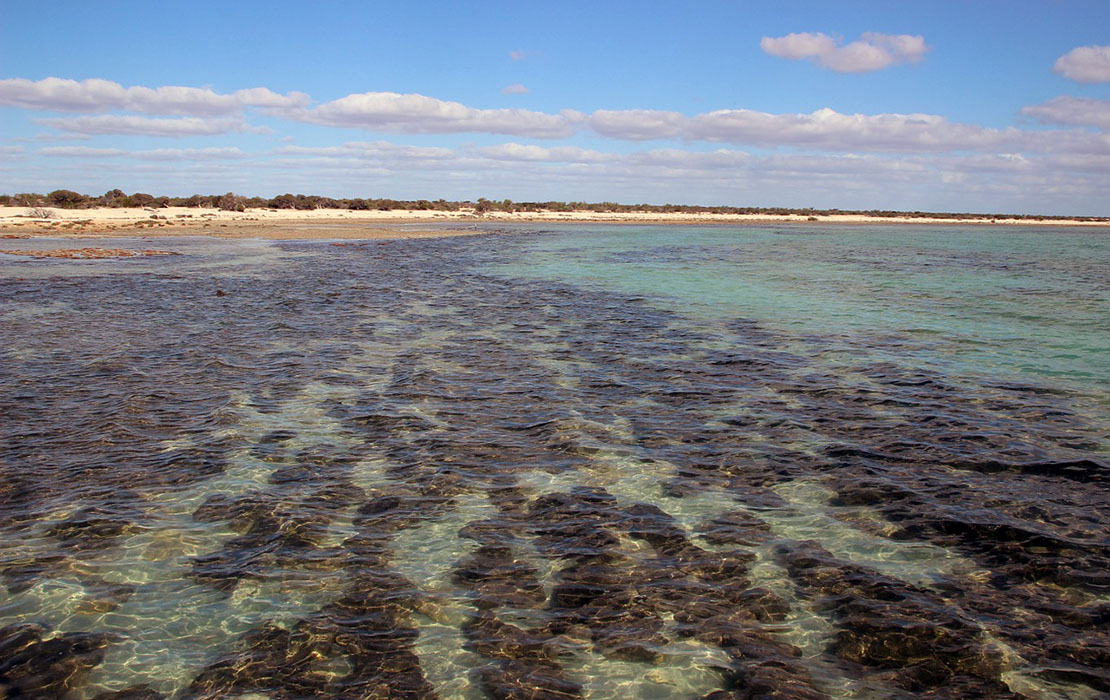 Shark Bay shore