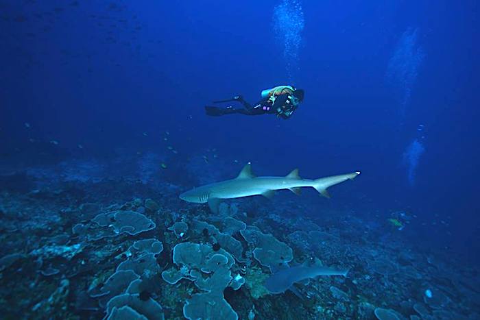 Drift diving in Indonesia