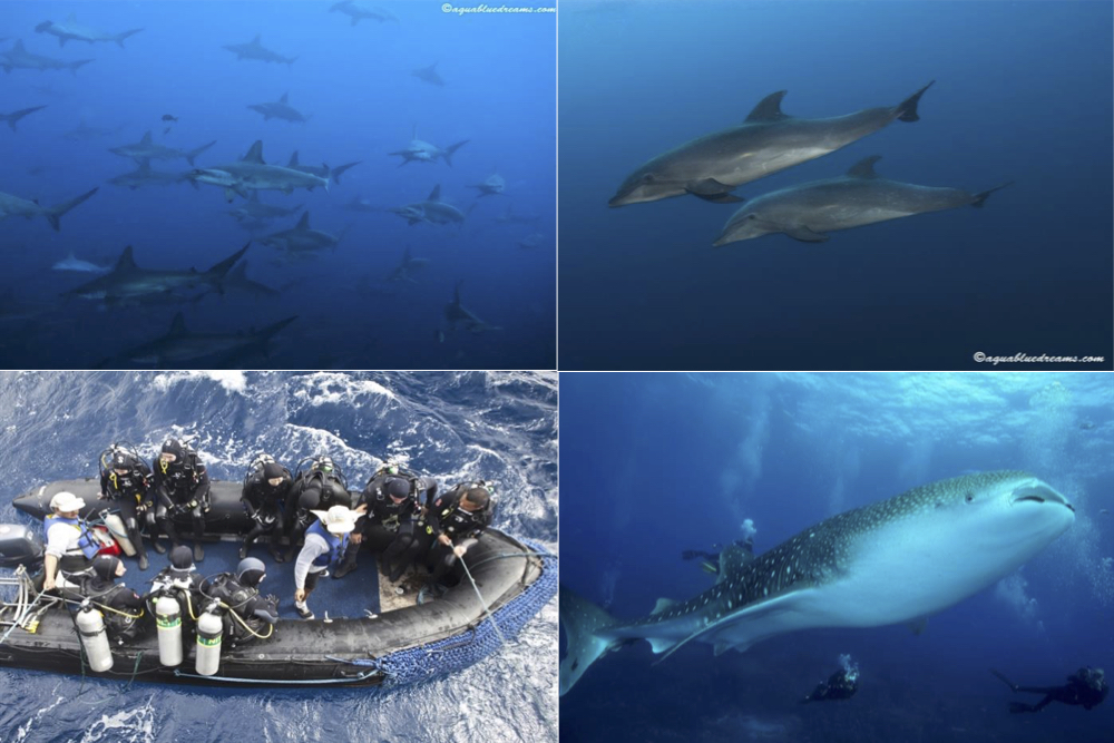 Galapagos Drift Diving