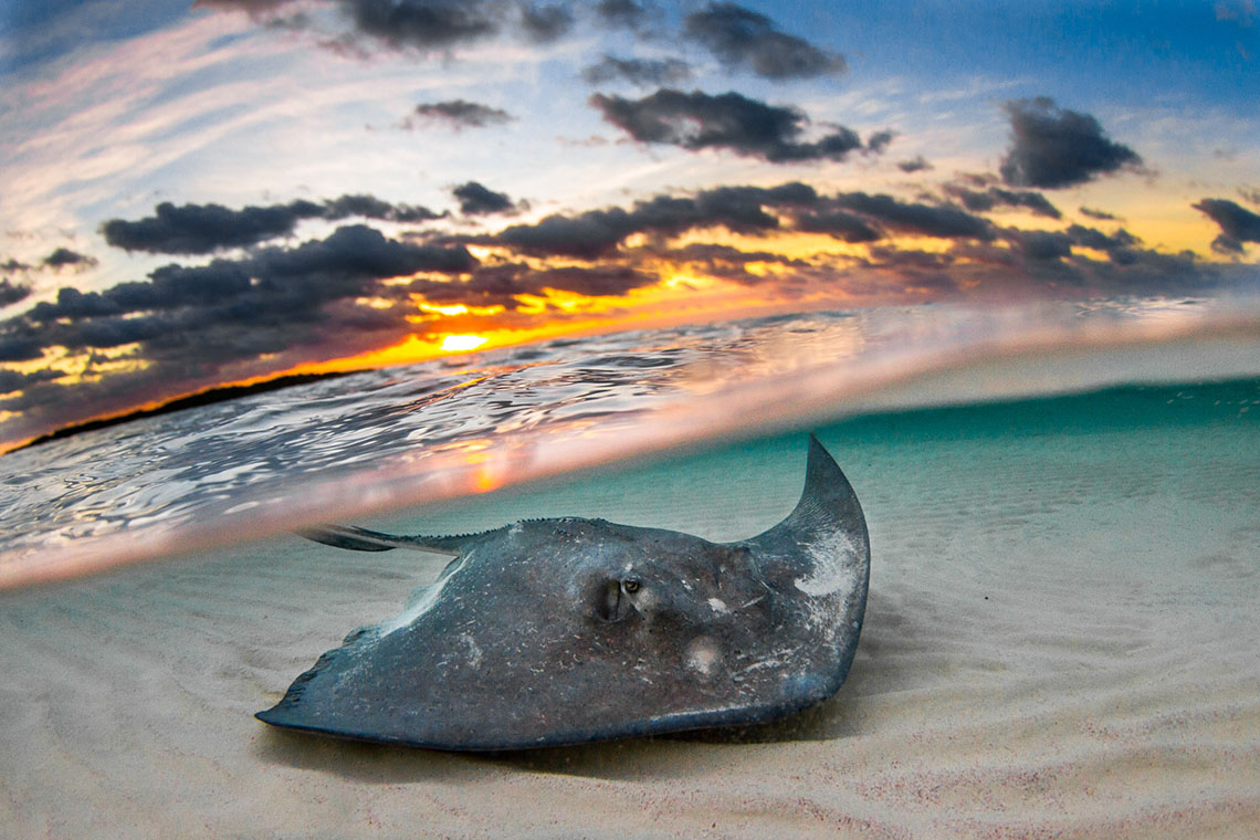 Manta ray in shallow waters