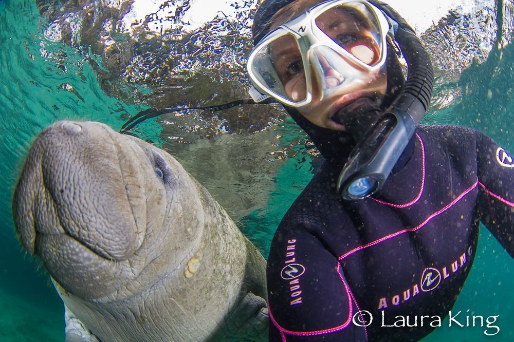 Underwater selfie with a manatee
