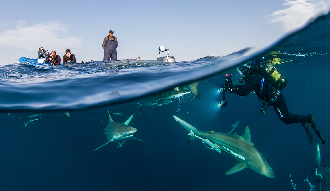 Shark photography at the surface