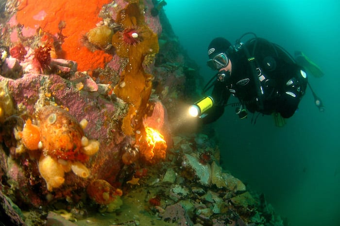 Colourful corals and marine life in the polar regions