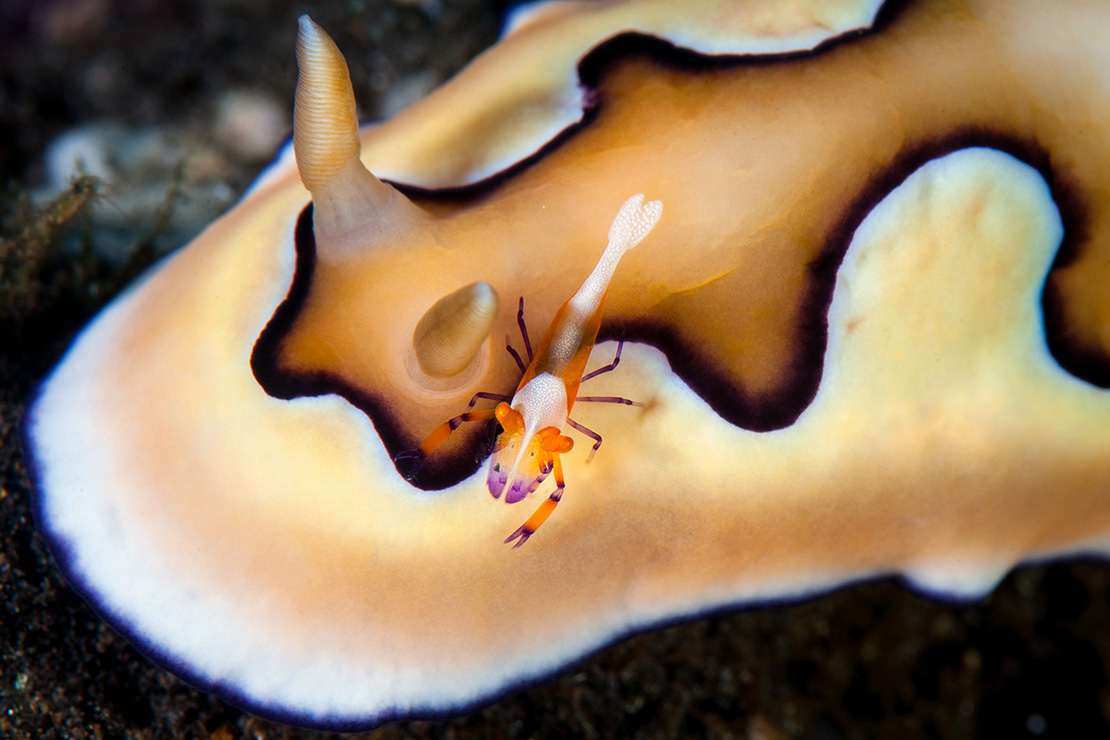 Nudibranch and shrimp