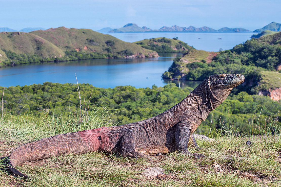 Komodo dragon