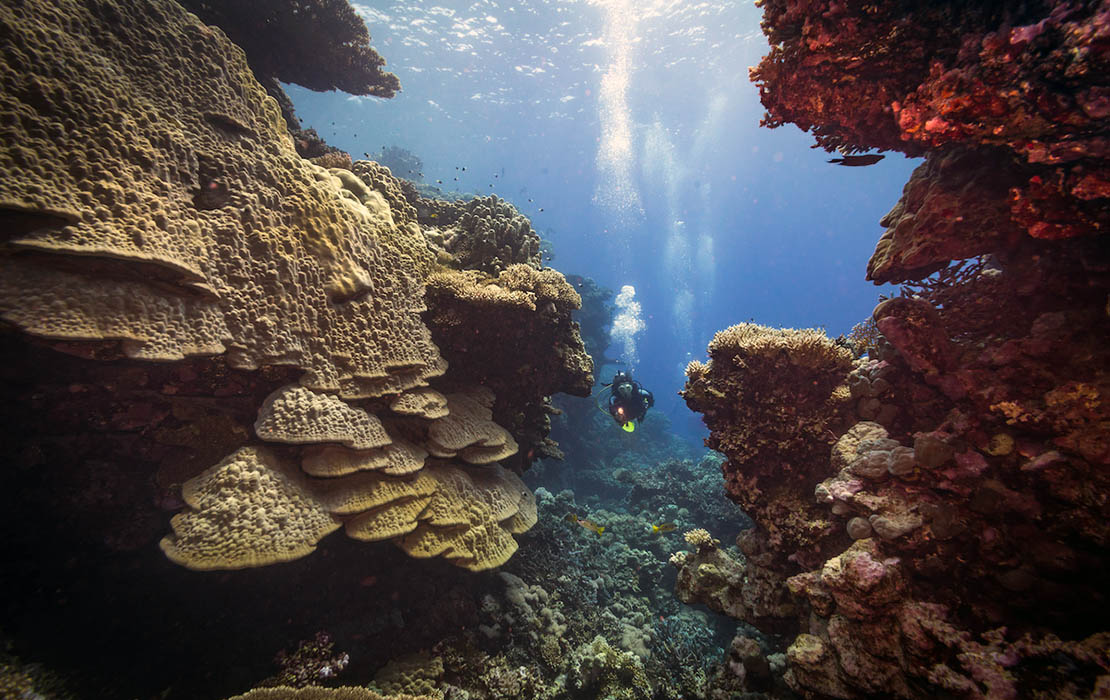 Plongeur entre les parois de corail