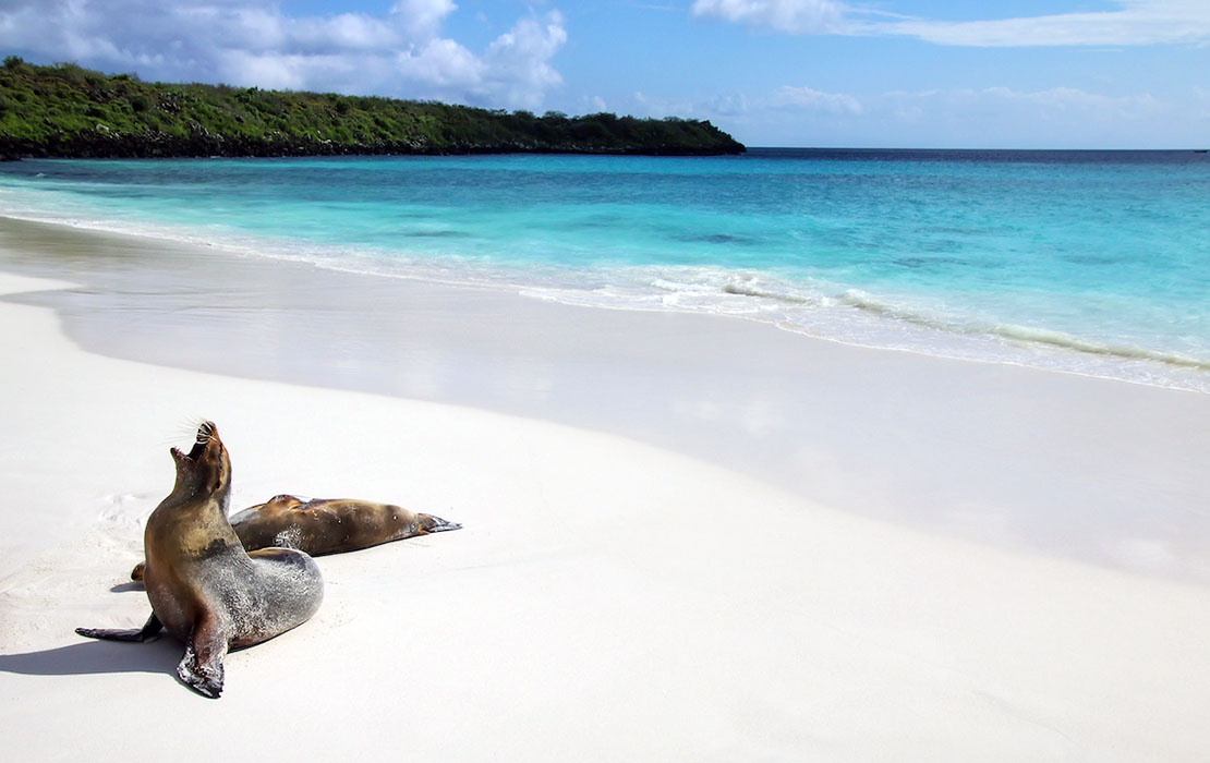 Seals on the beach