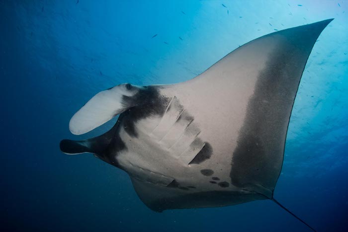 Manta Ray Raja Ampat