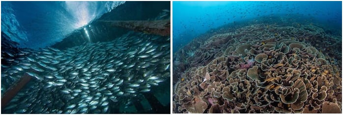 Corals and Schooling fish in Raja Ampat