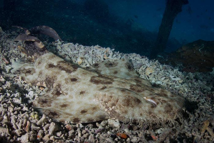 Wobbegong Shark Raja Ampat