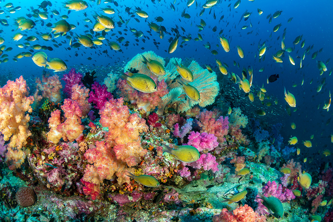 Coral in the Maldives