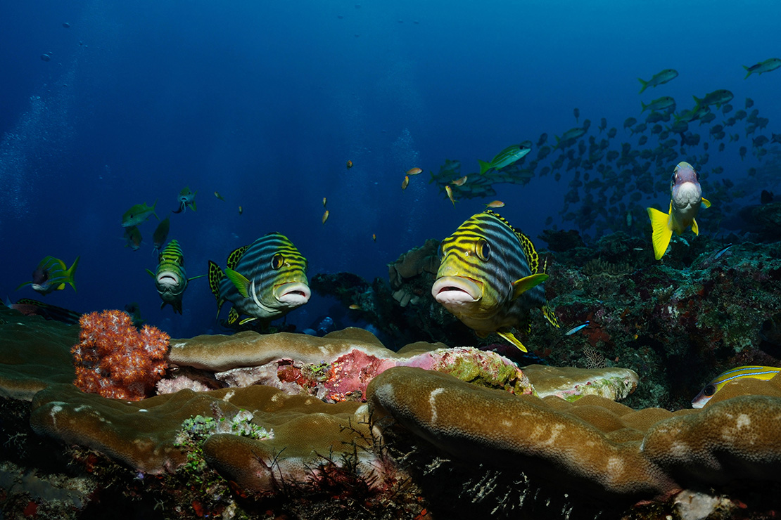 Yellowbanded sweetlips in reef in the North Male Atoll