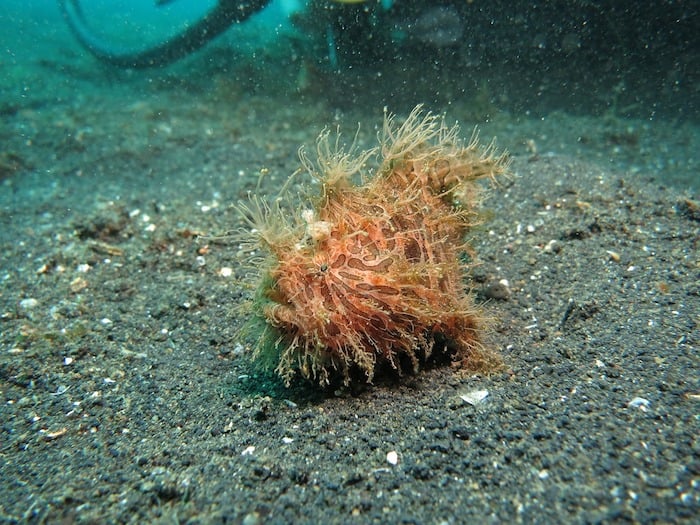 Muck diving-Hairy Frogfish