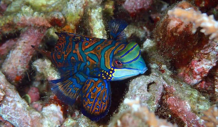 Mandarinfish-Muck diving