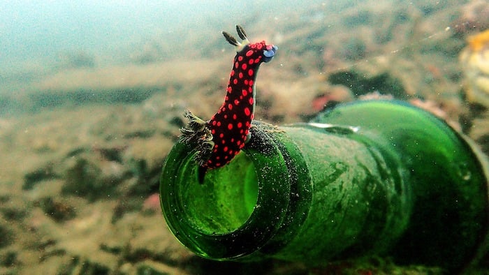 Nudibranch-Muck Diving