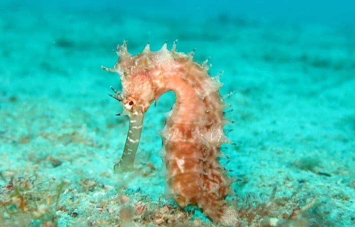 Seahorse-Muck diving