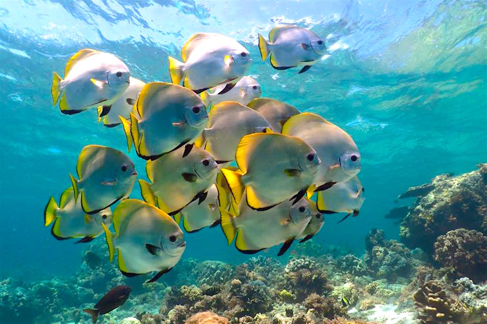 Batfish in Sipadan Malaysia