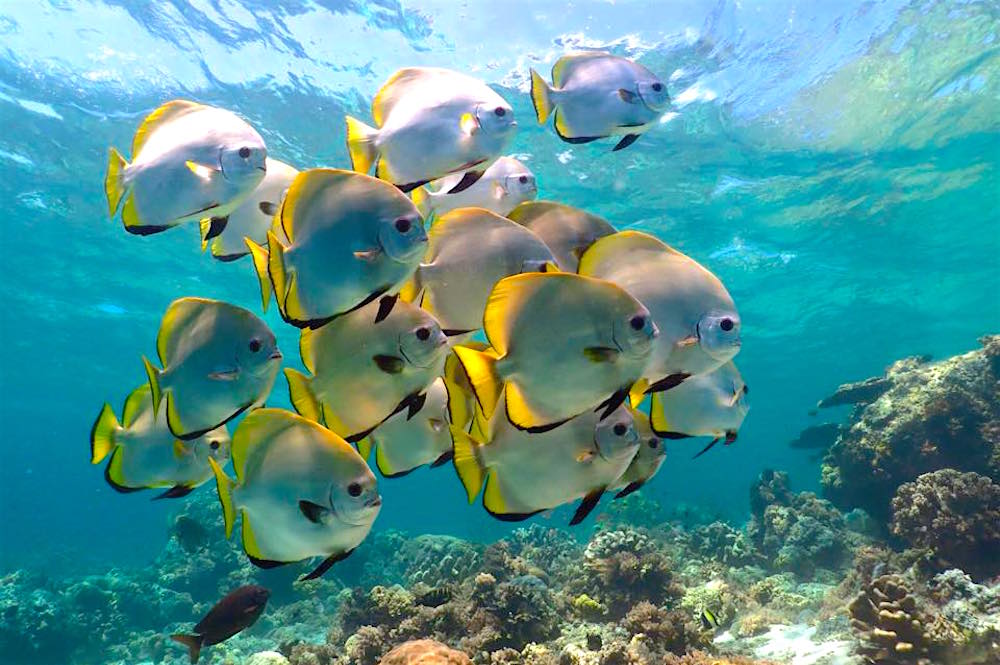 Underwater Fish Photography 7 Captivating Fish Photography Styles To Underwater Fish Photography 7 Captivating Fish Photography Styles To