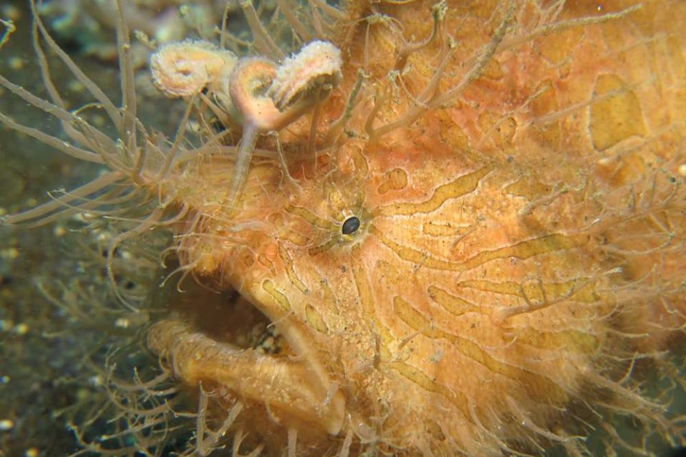 Hairy Frogfish in Lembeh Strait - courtesy of Vicki Jones