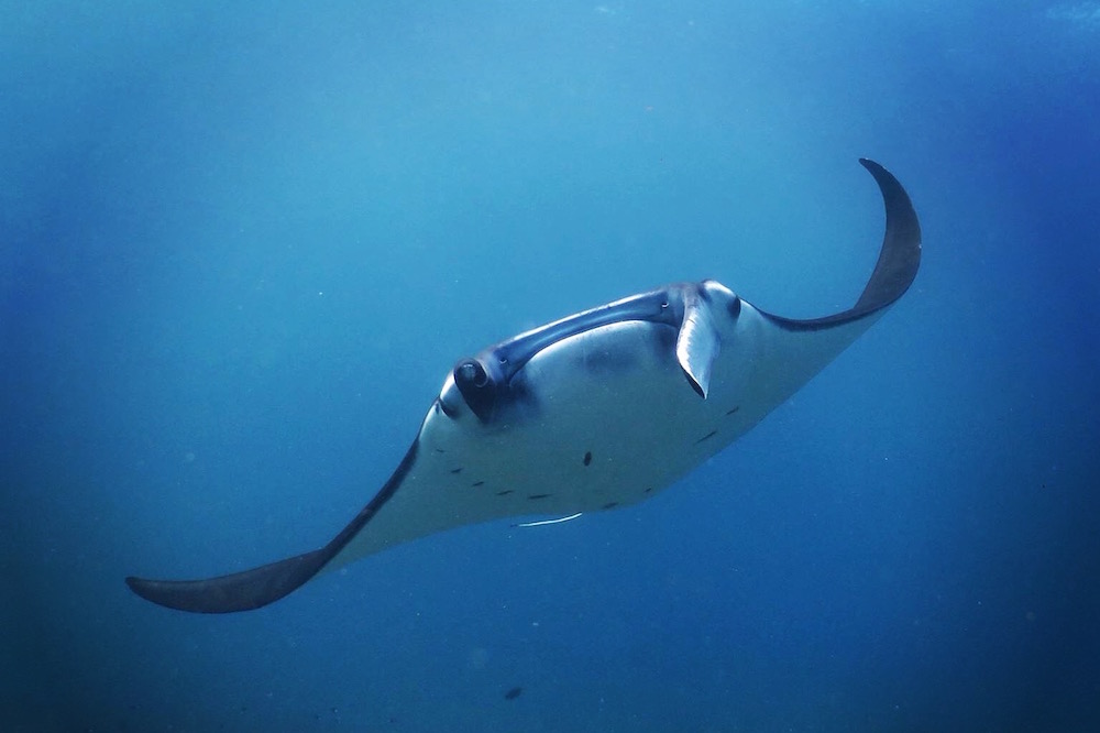 Manta in Indonesia