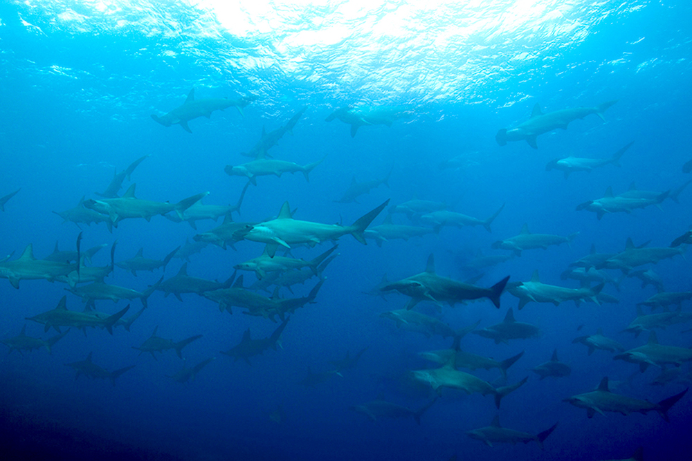 Hammerheads in Mexico