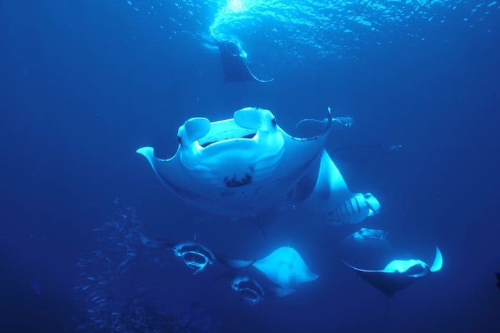 Manta madness in the Maldives - Azalea liveaboard