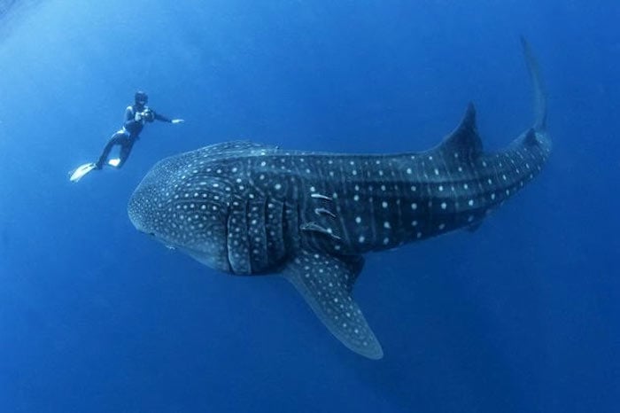 Whale Sharks in Maldives - Ray Auxillou